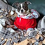 dog, puppy, hoodie, red_clothing, blanket, fringe, fur, pet, indoor, couch, green_couch, small_dog, cute, cozy, seated, looking_at_camera, animal, comfort, domestic, companion