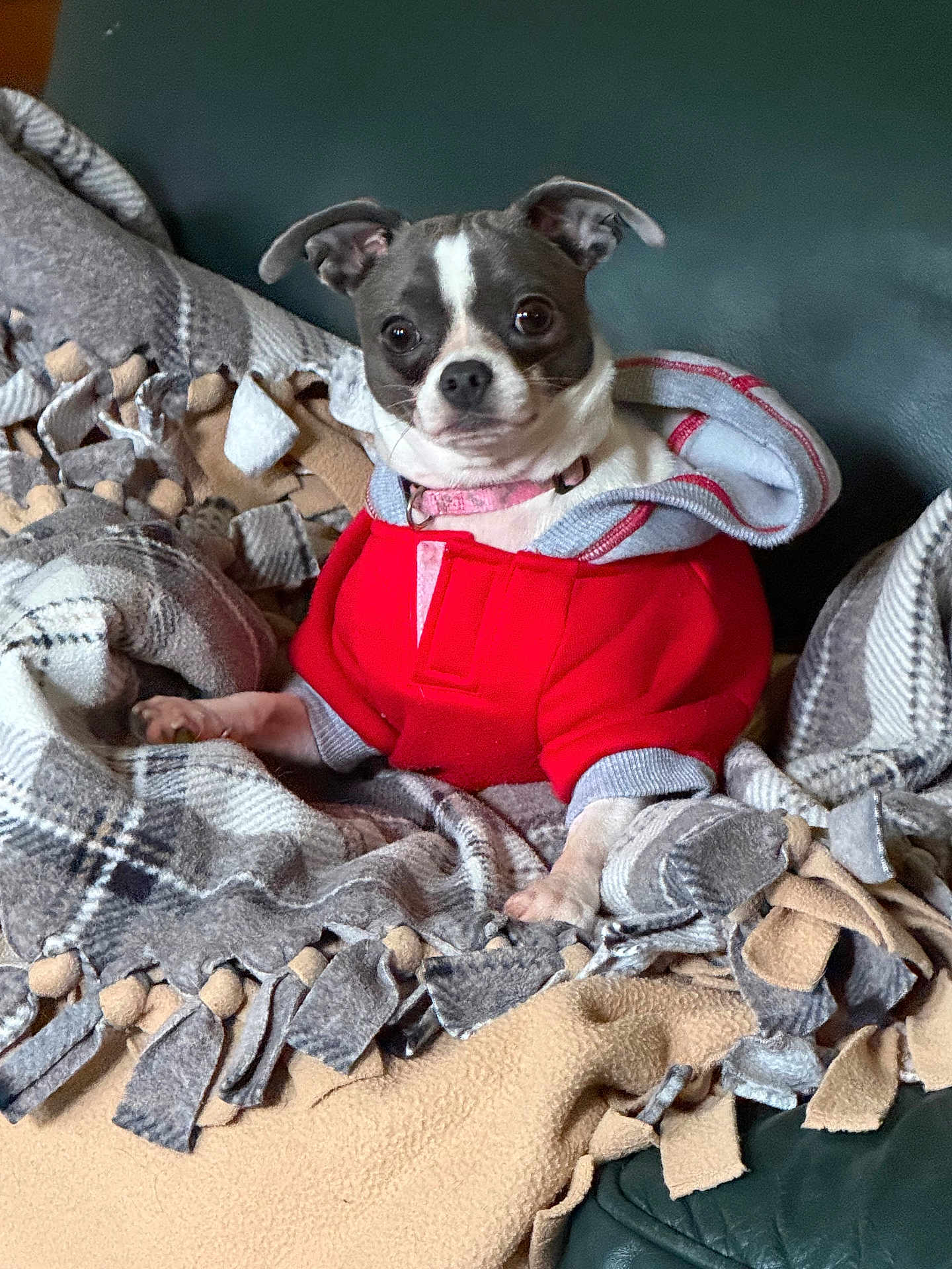 Gracie Boo is registered to the contest to win money with this photo: dog, puppy, hoodie, red_clothing, blanket, fringe, fur, pet, indoor, couch, green_couch, small_dog, cute, cozy, seated, looking_at_camera, animal, comfort, domestic, companion