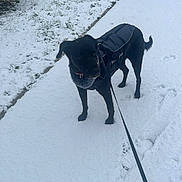 Oméga a rejoint le concours — aidez-le/la à gagner de superbes lots ! dog, black_dog, snow, snowy_path, leash, footprints, paw_prints, winter, outdoor, grass, bushes, jacket, pet, animal, cold, walking, canine, nature, frozen, daytime