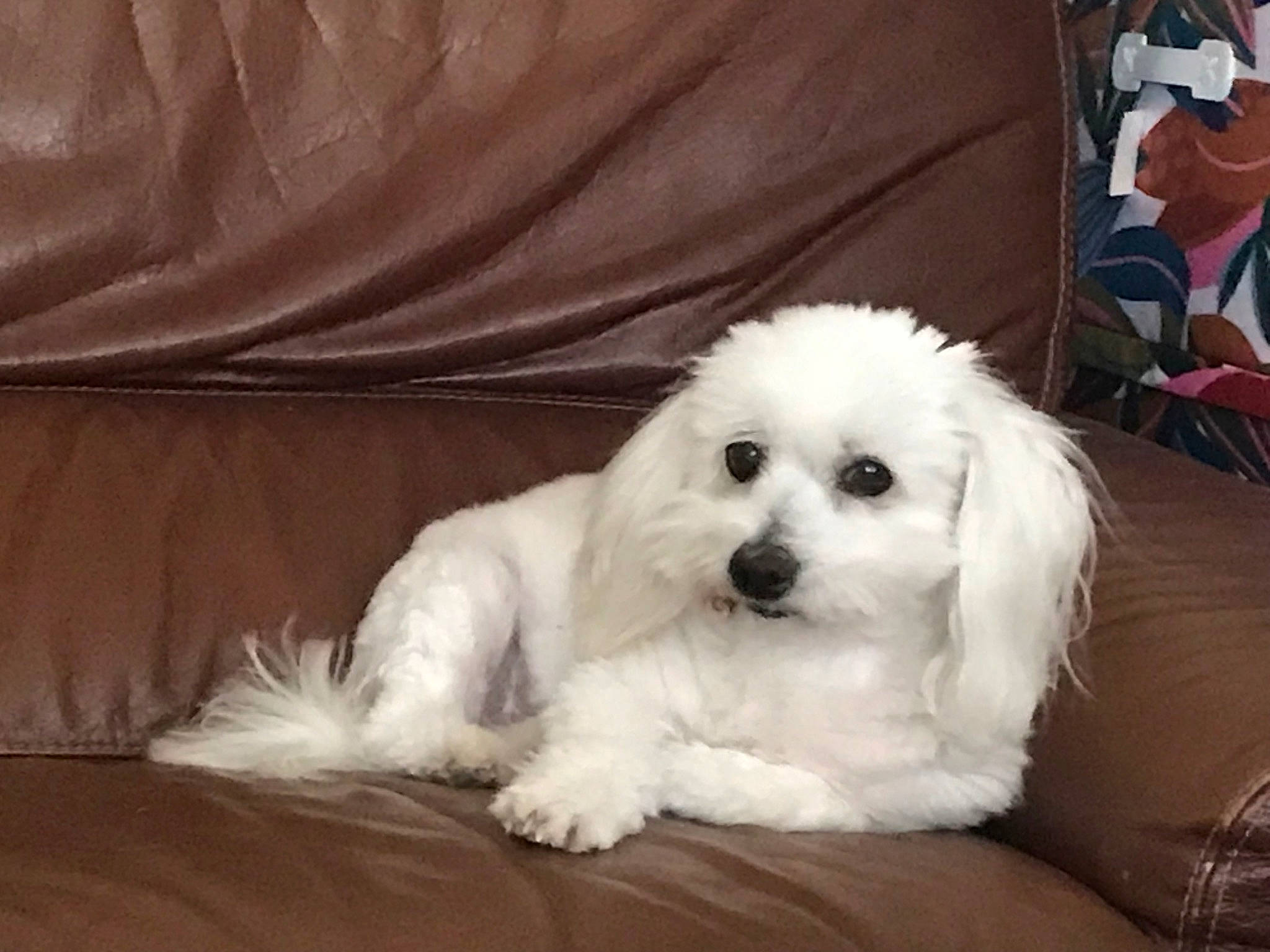 Filou a rejoint le concours — aidez-le/la à gagner de superbes lots ! canidae, carnivore, comfort, companion_dog, dog, dog_breed, fur, labradoodle, maltepoo, non_sporting_group, poodle, poodle_crossbreed, shih_poo, small_terrier, snout, sporting_group, terrier, toy_dog, water_dog, working_animal