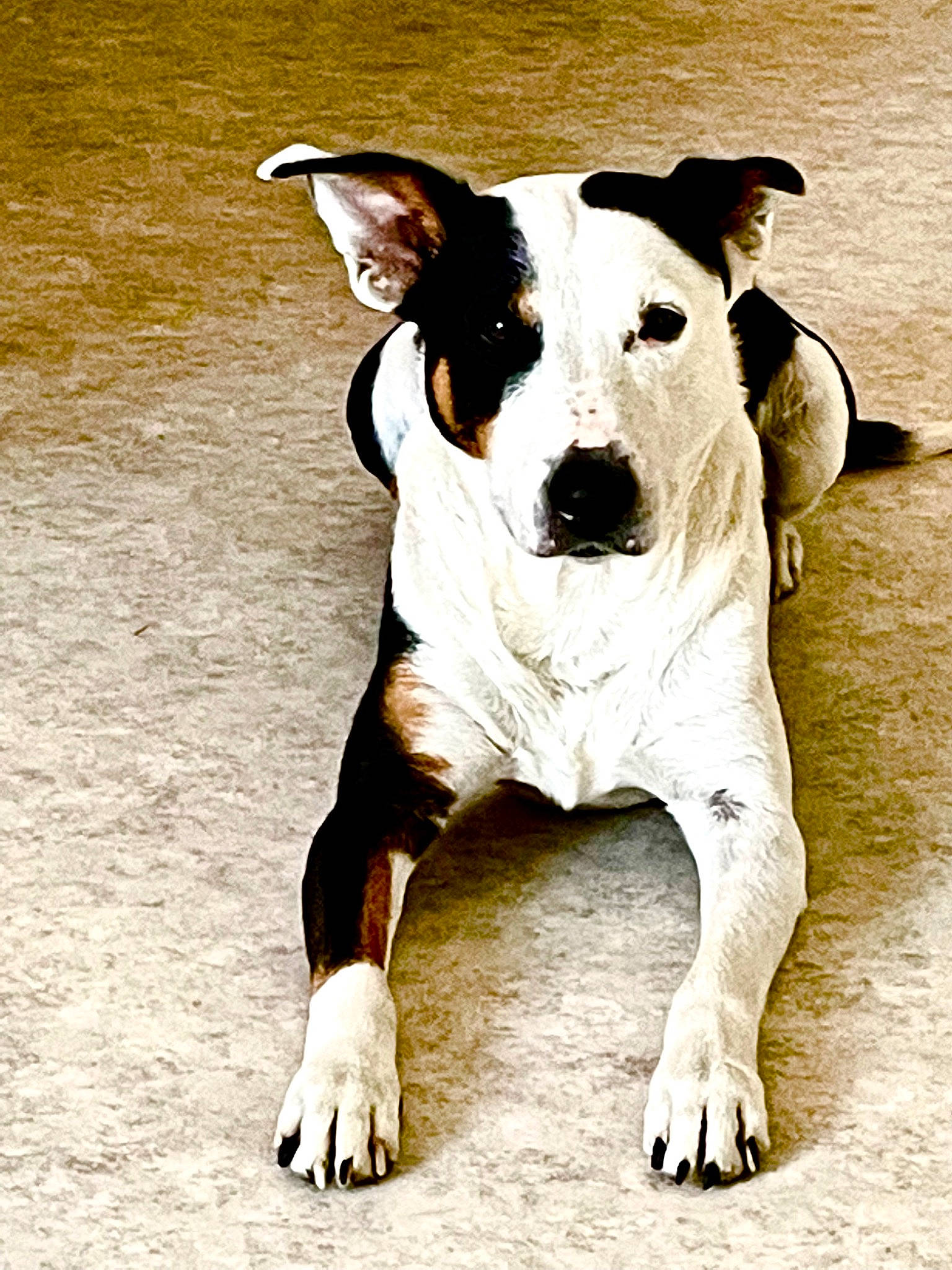 Lasko participe au concours pour gagner de l'argent avec cette photo : ancient_dog_breeds, canidae, carnivore, collar, companion_dog, dog, dog_breed, dog_collar, fawn, hunting_dog, non_sporting_group, paw, pet_supply, snout, sporting_group, tail, terrestrial_animal, terrier, whiskers, working_animal