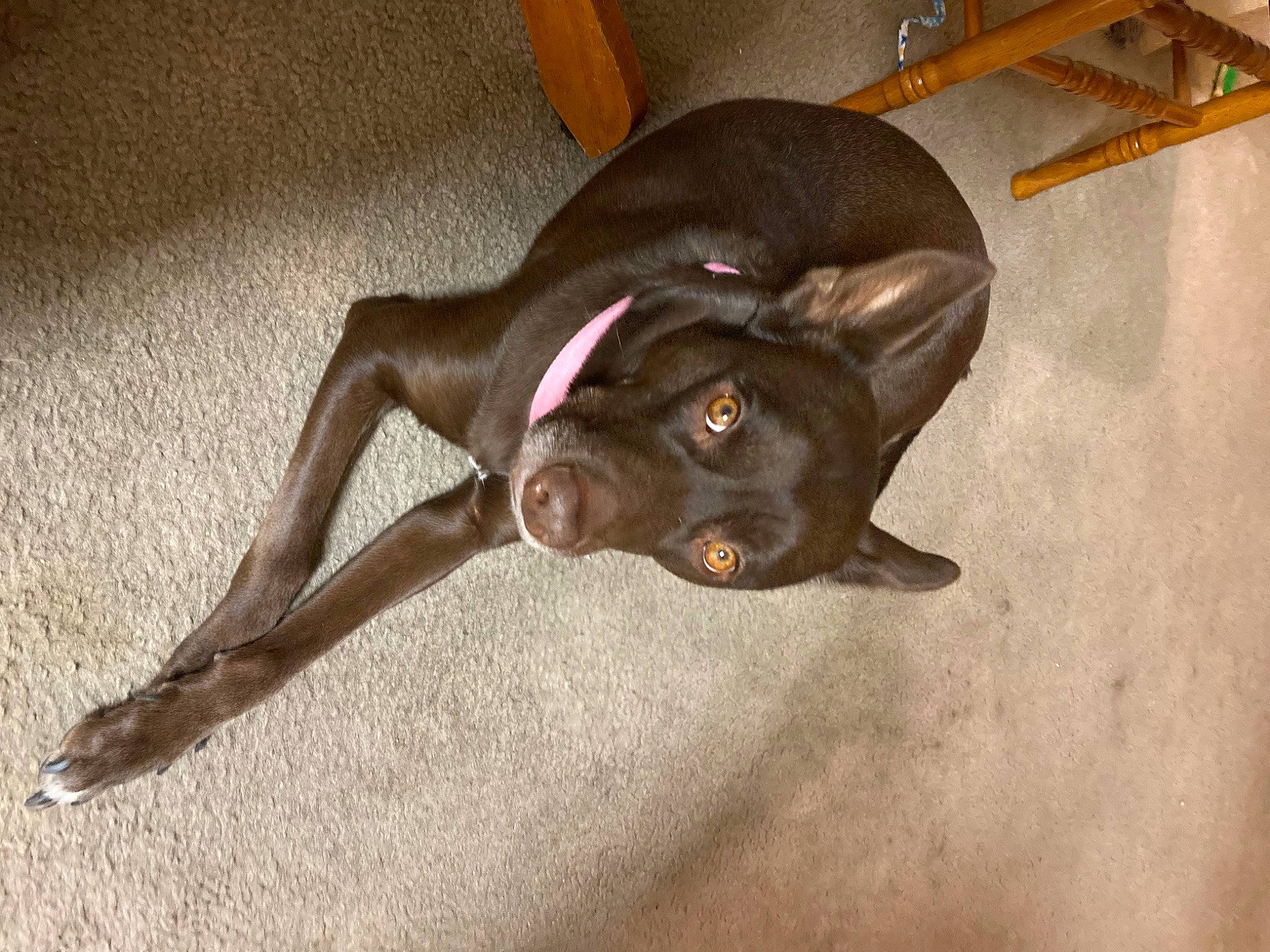 Pixiegirl joined the competition — help win amazing prizes! canidae, carnivore, companion_dog, dog, dog_breed, fawn, felidae, flooring, fur, hardwood, liver, non_sporting_group, paw, small_to_medium_sized_cats, sporting_group, tail, toy_dog, whiskers, wood, working_animal