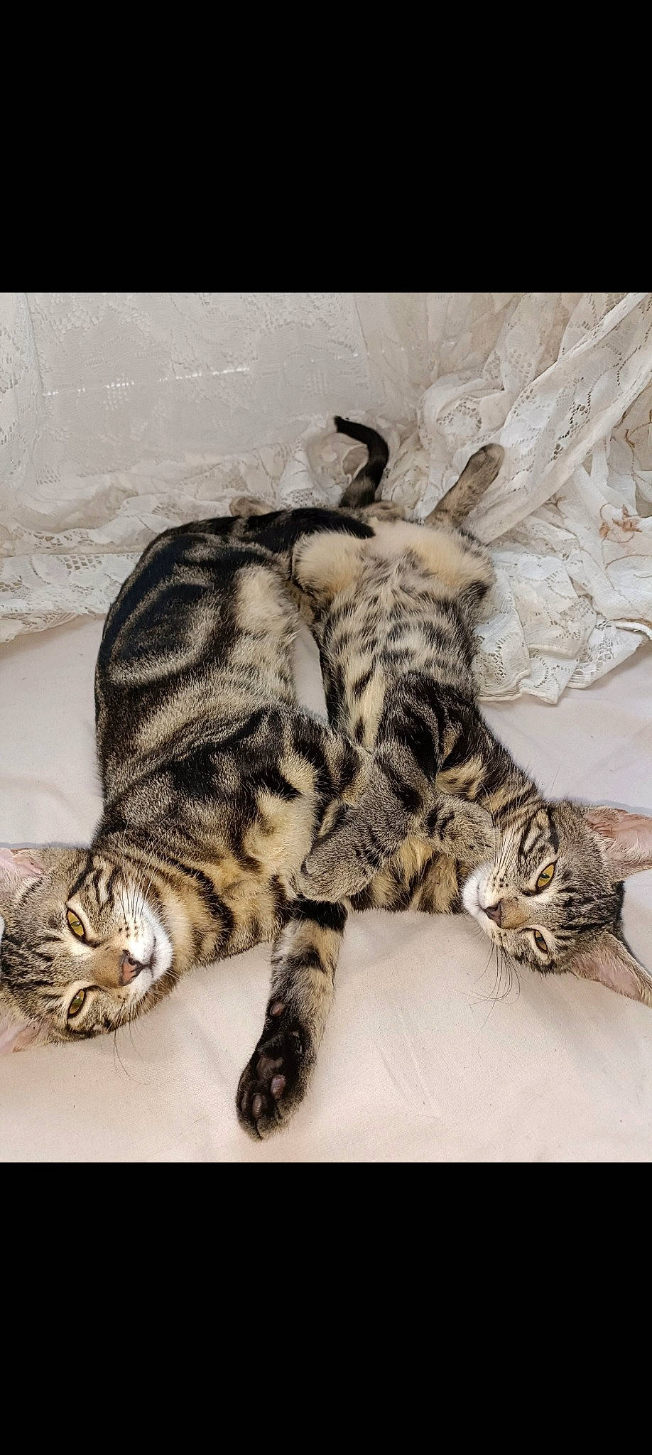 Noisette a rejoint le concours — aidez-le/la à gagner de superbes lots ! carnivore, cat, cat_bed, claw, comfort, domestic_short_haired_cat, felidae, fur, nap, pattern, paw, sleep, small_to_medium_sized_cats, snout, tail, terrestrial_animal, whiskers