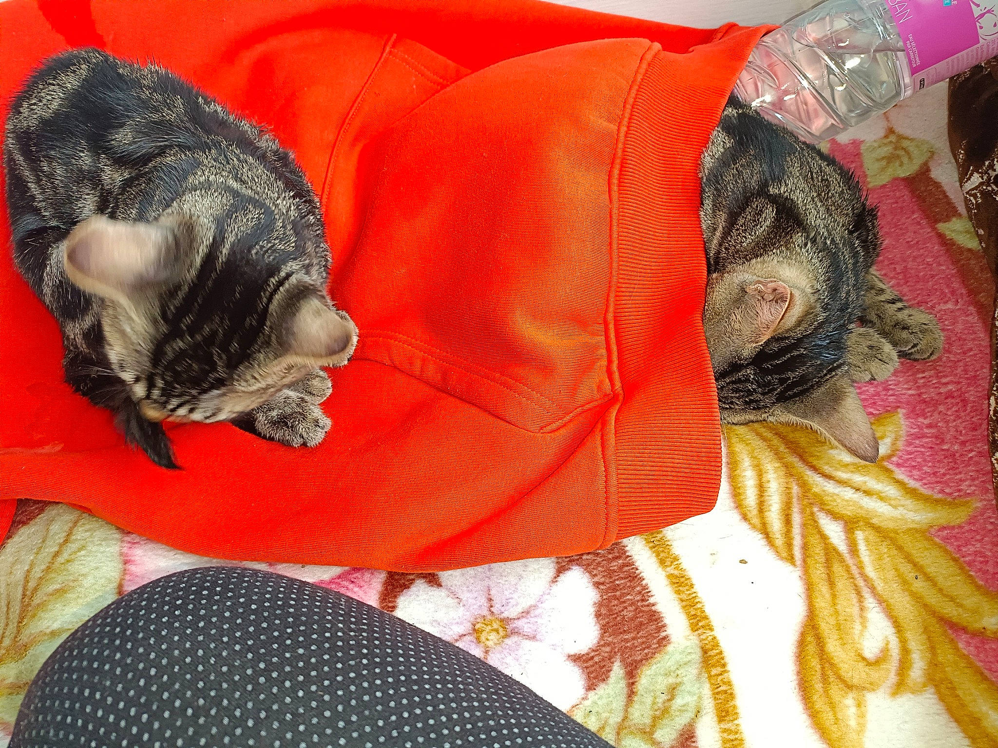 Noisette a rejoint le concours — aidez-le/la à gagner de superbes lots ! bedding, blanket, carnivore, cat, comfort, couch, domestic_short_haired_cat, felidae, fur, grass, linens, nap, pattern, paw, peach, sari, sleep, small_to_medium_sized_cats, tail, whiskers