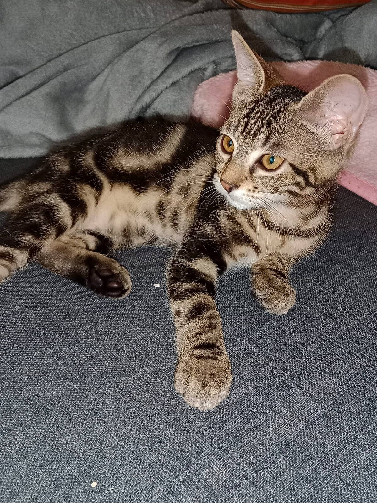 Noisette a rejoint le concours — aidez-le/la à gagner de superbes lots ! carnivore, cat, claw, comfort, domestic_short_haired_cat, fawn, felidae, foot, fur, paw, small_to_medium_sized_cats, snout, tail, terrestrial_animal, whiskers