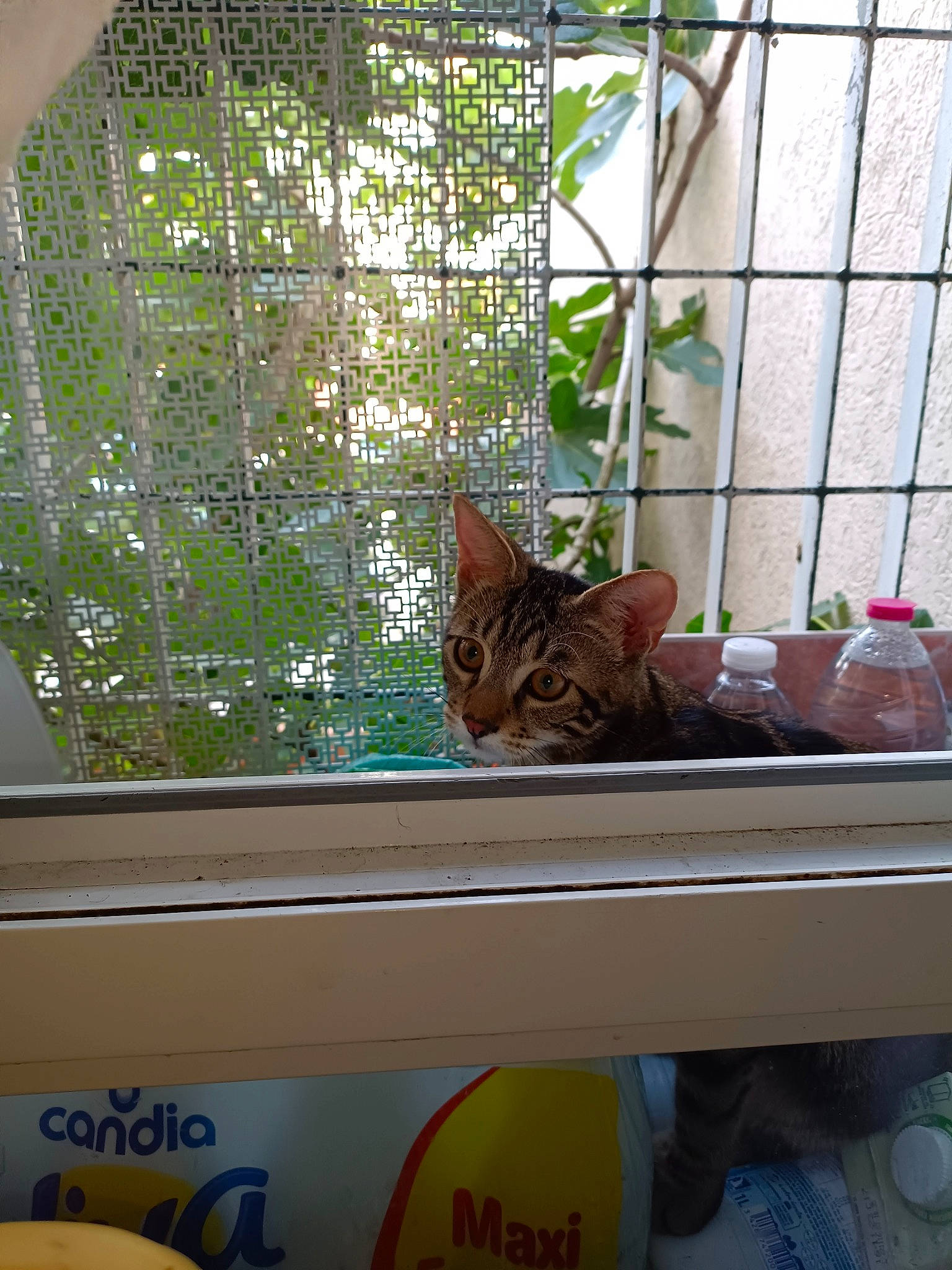 Noisette participe au concours pour gagner de l'argent avec cette photo : carnivore, cat, domestic_short_haired_cat, felidae, flowerpot, glass, house, houseplant, interior_design, mammal, pet_supply, plant, room, shade, small_to_medium_sized_cats, textile, whiskers, window, window_blind, wood