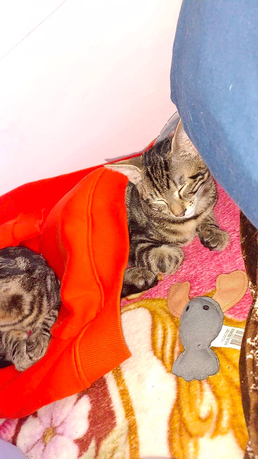 Noisette a rejoint le concours — aidez-le/la à gagner de superbes lots ! carnivore, cat, claw, comfort, companion_dog, dog, domestic_short_haired_cat, fawn, felidae, fur, linens, orange, pattern, paw, sitting, small_to_medium_sized_cats, snout, tail, toy, whiskers