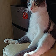 Sammy joined the competition — help win amazing prizes! cat, black_and_white, pet, animal, sitting, upright, portrait, whiskers, green_eyes, blue_eye, paws, tail, fur, indoors, chair, furniture, home, refrigerator, cluttered_background, closeup