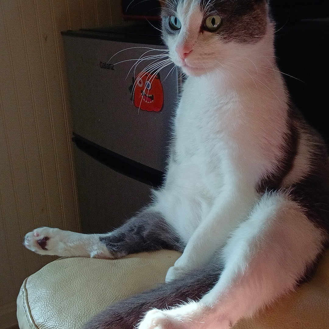 Sammy joined the competition — help win amazing prizes! cat, black_and_white, pet, animal, sitting, upright, portrait, whiskers, green_eyes, blue_eye, paws, tail, fur, indoors, chair, furniture, home, refrigerator, cluttered_background, closeup