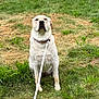 dog, labrador, leash, grass, outdoors, pet, animal, sitting, greenery, collar, nature, canine, mammal, field, playful, domestic_animal, fur, cute, friendly, alert