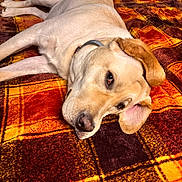 Zara joined the competition — help win amazing prizes! dog, labrador, yellow_labrador, pet, lying_down, blanket, plaid, indoor, relaxed, ear_flop, collar, canine, fur, bed, resting, animal, cute, cozy, mammal, domestic_animal