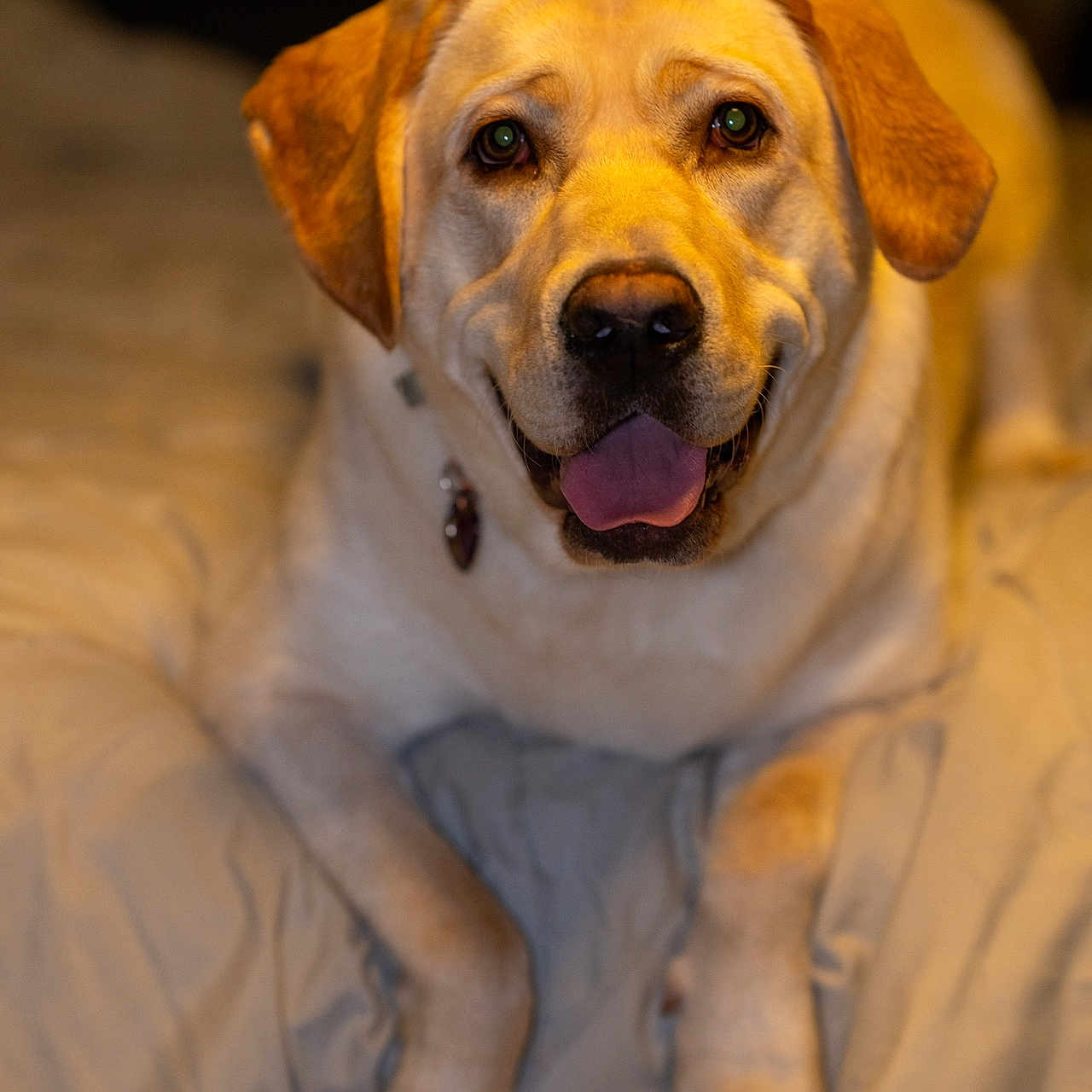 Zara is registered to the contest to win money with this photo: animal, bed, canine, companion, cozy, cute, dog, domestic, fur, golden, happy, indoor, labrador, lying_down, mammal, paws, pet, portrait, smiling, tongue_out