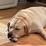 dog, labrador, sleeping, indoor, wooden_floor, pet, animal, relaxed, canine, resting, light_brown, fur, paw, snout, ears, closeup, quiet, calm, laying_down, home