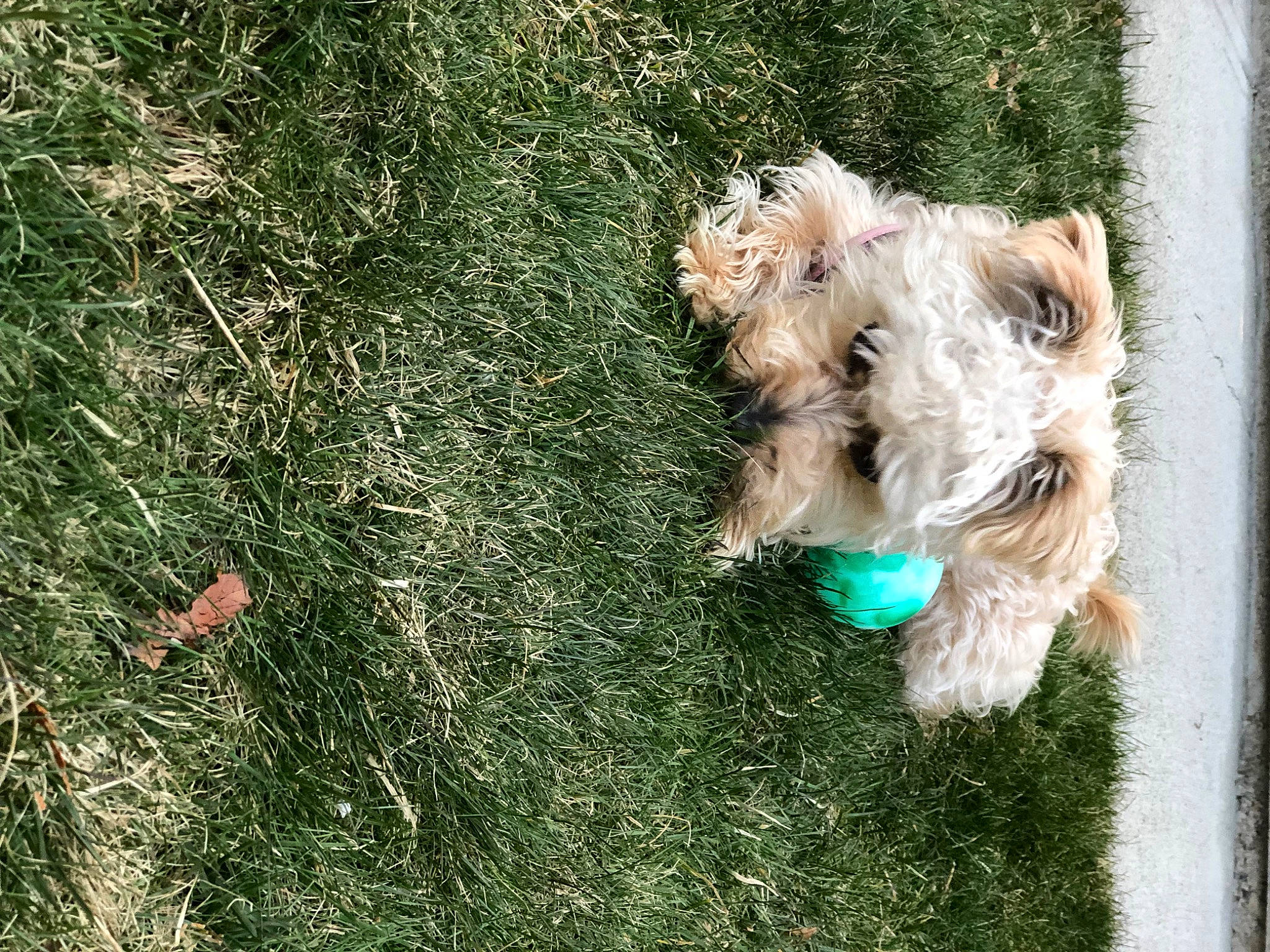 Bella is registered to the contest to win money with this photo: canidae, carnivore, collar, companion_dog, dog, dog_breed, dog_clothes, dog_collar, dog_supply, fawn, grass, groundcover, small_terrier, snout, sporting_group, terrier, toy_dog, welsh_terrier, wire_hair_fox_terrier, working_animal