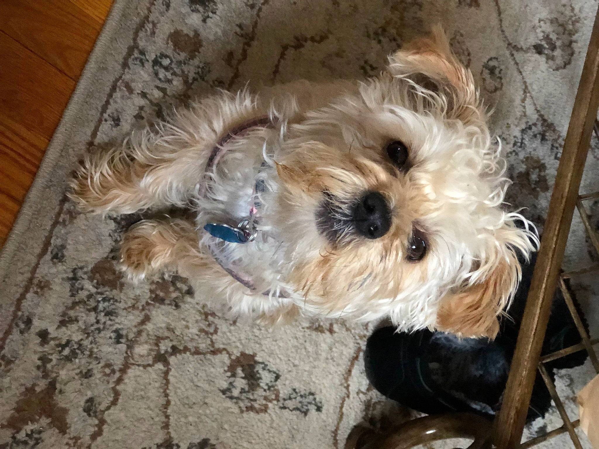 Bella joined the competition — help win amazing prizes! canidae, carnivore, companion_dog, dog, dog_breed, dog_supply, flooring, fur, hardwood, maltepoo, small_terrier, snout, sporting_group, table, terrier, toy_dog, varnish, wood, wood_stain, working_animal