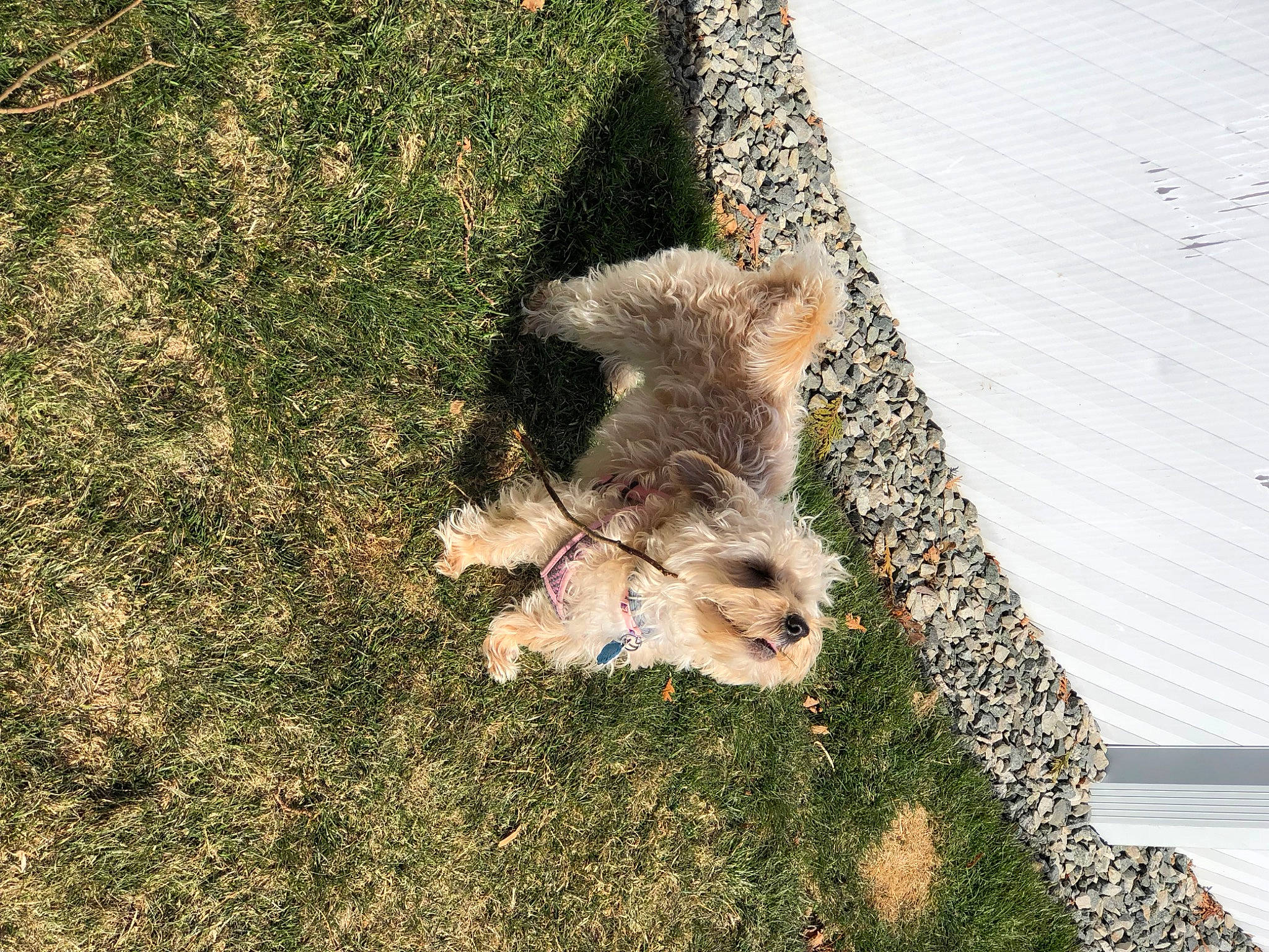 Bella joined the competition — help win amazing prizes! canidae, carnivore, dog_breed, fawn, fur, grass, groundcover, livestock, plant, road_surface, rodent, snout, soil, sporting_group, squirrel, tail, terrestrial_animal, terrier, trunk, wood