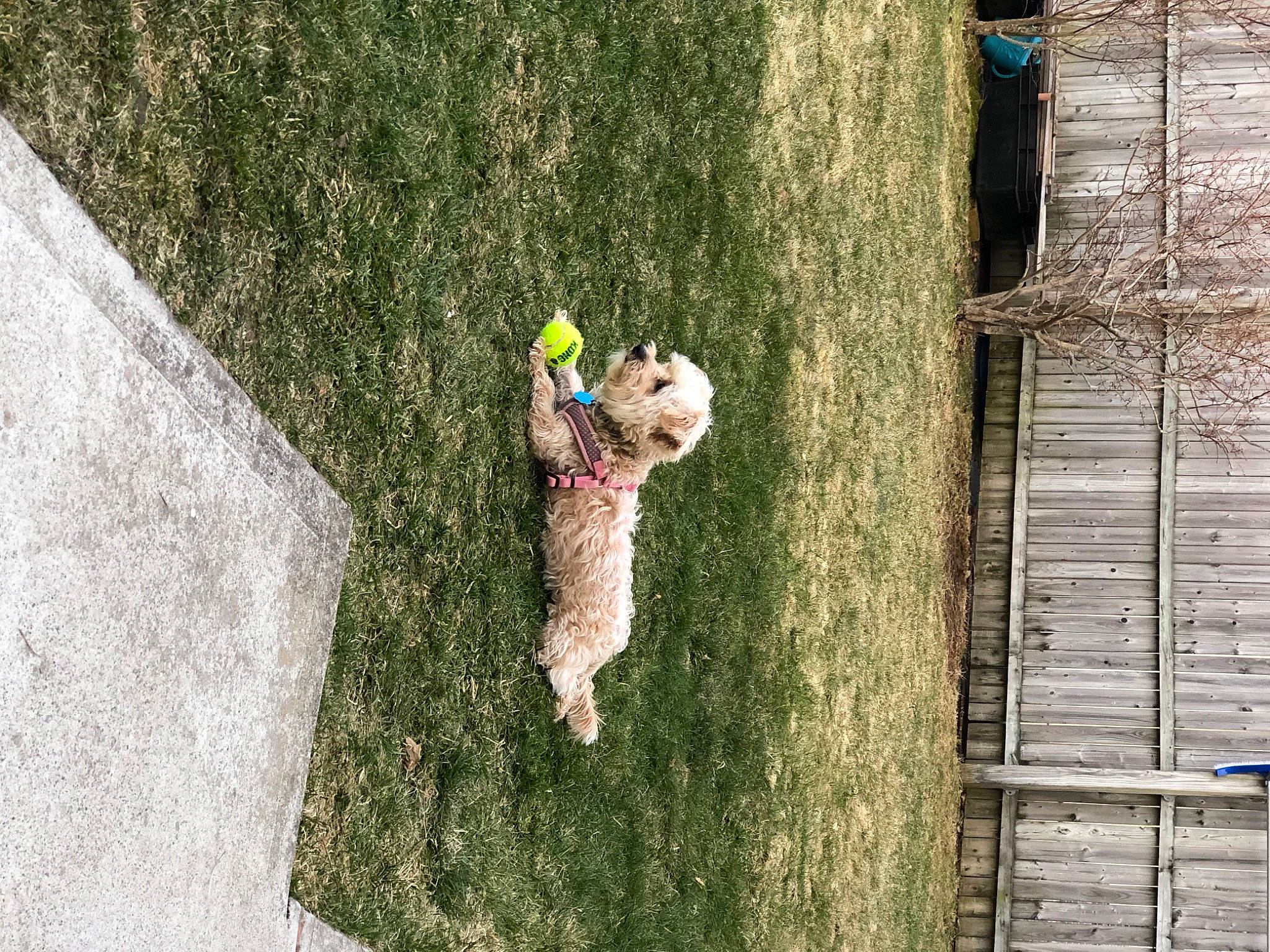Bella joined the competition — help win amazing prizes! art, ball, carnivore, companion_dog, dog, dog_breed, fawn, grass, leisure, plant, recreation, shrub, sidewalk, sporting_group, stuffed_toy, tail, toy, tree, trunk, wood