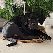 Amour a rejoint le concours — aidez-le/la à gagner de superbes lots ! animal, black_dog, calm, christmas_tree, close_up, curled_up, cute, decor, dog, floor, frosted_branches, greenery, holiday, indoors, looking, lying_down, mat, pet, resting, tile_floor