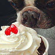 Jaxson Charles joined the competition — help win amazing prizes! black, brown, cherry, close_up, cream, cup, curious, dessert, dog, face_part, food, indoor, pet, red, sniffing, snout, texture, treat, whipped_cream, white