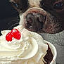 black, brown, cherry, close_up, cream, cup, curious, dessert, dog, face_part, food, indoor, pet, red, sniffing, snout, texture, treat, whipped_cream, white
