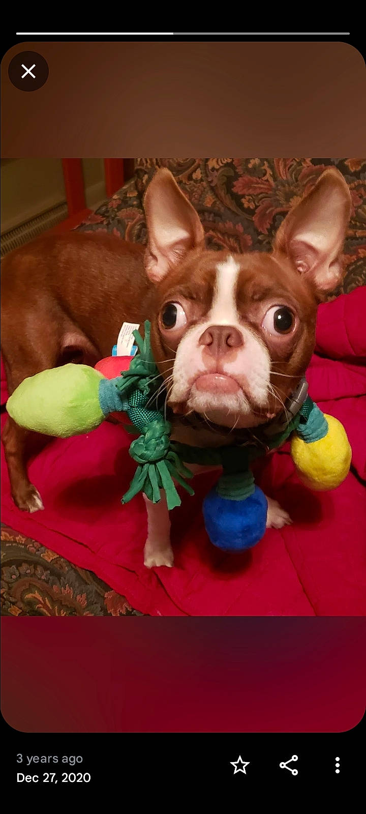 Gracie is registered to the contest to win money with this photo: art, canidae, carnivore, companion_dog, dog, dog_breed, dog_supply, ear, fawn, fictional_character, fur, illustration, liver, pink, snout, sporting_group, toy_dog, vertebrate, whiskers, working_animal