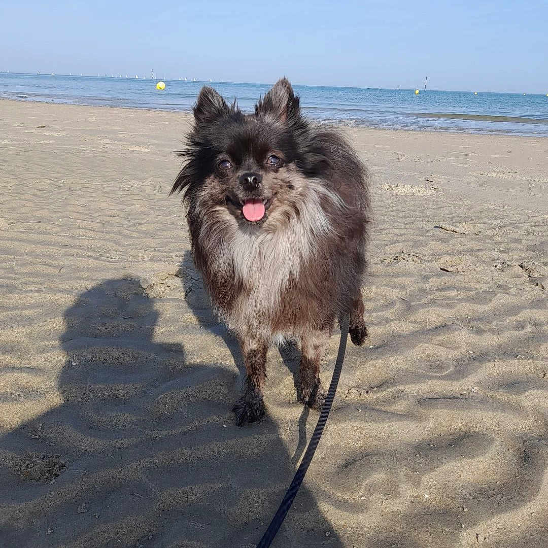 Yuna a rejoint le concours — aidez-le/la à gagner de superbes lots ! accessories, animal, beach, canine, coast, dog, face, head, leash, nature, outdoors, person, pet, photography, portrait, sea, shoreline, soil, strap, water