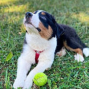 Loki participe au concours pour gagner de l'argent avec cette photo : puppy, dog, grass, tennis_ball, outdoor, pet, animal, tricolor, young, fur, playful, red_harness, nature, closeup, cute, looking_up, paws, daylight, muzzle, canine