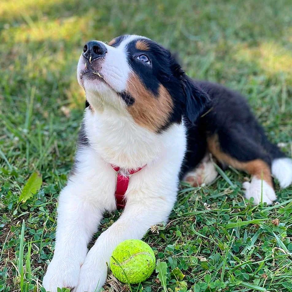 Loki