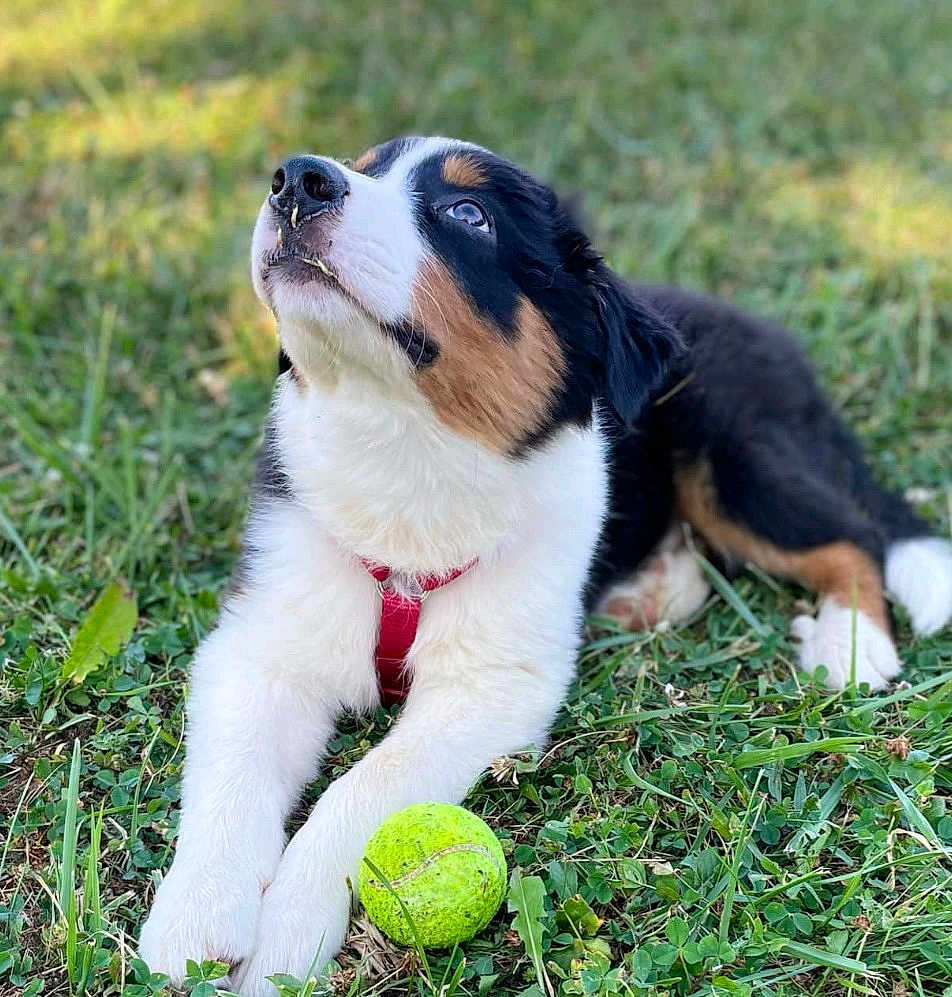 Loki
