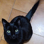 Emeraude a rejoint le concours — aidez-le/la à gagner de superbes lots ! black_cat, bright_eyes, cat, close_up, cute, domestic_cat, ears, feline, fur, green_eyes, household, indoor, looking_up, paws, pet, portrait, sitting, tail, tile_floor, whiskers