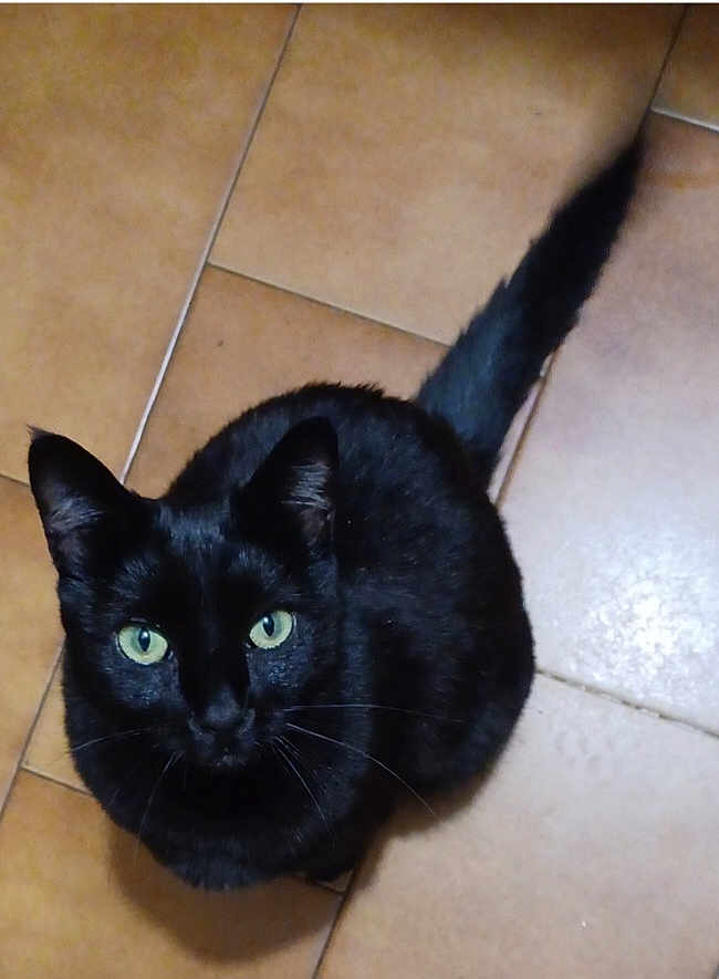 Emeraude a rejoint le concours — aidez-le/la à gagner de superbes lots ! black_cat, bright_eyes, cat, close_up, cute, domestic_cat, ears, feline, fur, green_eyes, household, indoor, looking_up, paws, pet, portrait, sitting, tail, tile_floor, whiskers