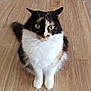 cat, calico, pet, feline, animal, sitting, indoor, wooden_floor, curious, fur, whiskers, ears, eyes, cute, domestic_animal, mammal, companion, alert, portrait, house_pet