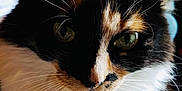 Lola is registered to the contest to win money with this photo: cat, calico, close_up, whiskers, green_eyes, pet, animal, fur, face, domestic_cat, indoor, cute, mammal, portrait, feline, curious, soft_light, nose, ears, background_blur
