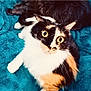 Lola joined the competition — help win amazing prizes! cat, calico, wide_eyes, fur, pet, animal, blanket, teal, soft_texture, companion, fluffy, indoor, cute, curious, relaxed, whiskers, ears, closeup, mammal, domestic
