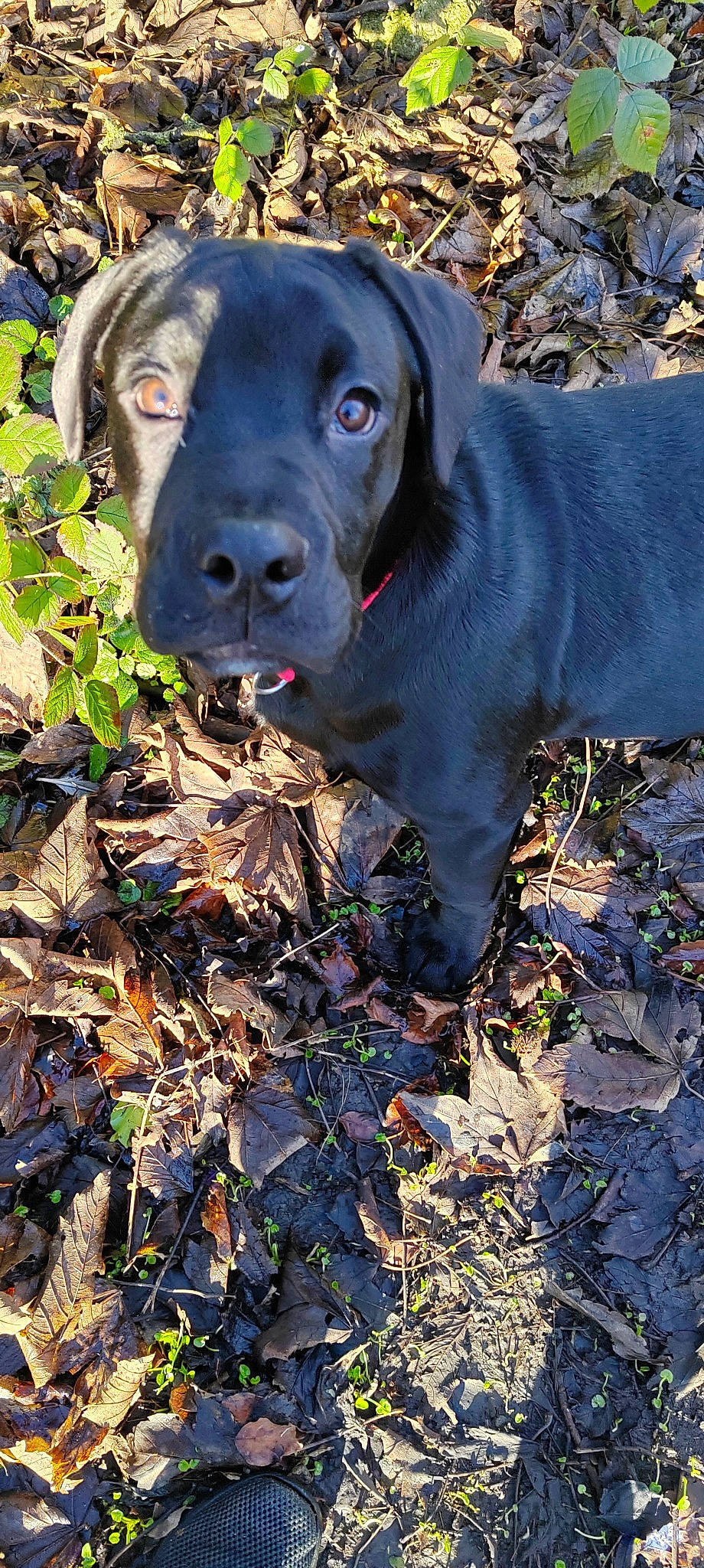 Buddy Awesome Mcphail is registered to the contest to win money with this photo: borador, canidae, carnivore, collar, companion_dog, dog, dog_breed, event, fawn, grass, gun_dog, hunting_dog, plant, snout, sporting_group, working_animal