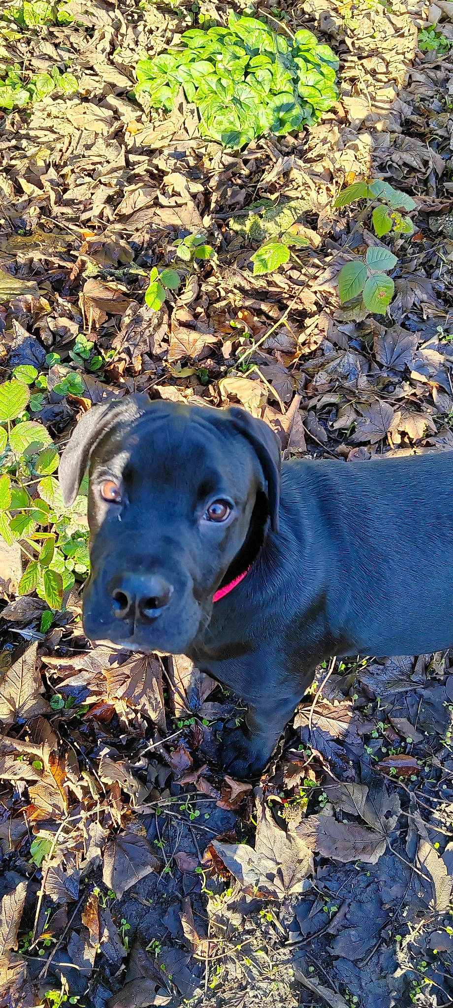 Buddy Awesome Mcphail joined the competition — help win amazing prizes! borador, canidae, carnivore, companion_dog, dog, dog_breed, electric_blue, fawn, grass, groundcover, gun_dog, hunting_dog, liver, plant, snout, soil, sporting_group, terrestrial_animal, working_animal