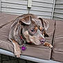 dog, pet, outdoor, cushion, brown_fur, collar, tag, side_view, pavement, siding, animal, canine, resting, alert, ears, snout, paw, closeup, daylight, quiet