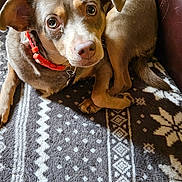 Bella joined the competition — help win amazing prizes! dog, pet, animal, brown_dog, collar, leather_chair, blanket, patterned_blanket, indoor, cute, looking_up, fur, ears, paw, tail, resting, domestic_animal, companion, cozy, canine