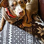dog, pet, animal, brown_dog, collar, leather_chair, blanket, patterned_blanket, indoor, cute, looking_up, fur, ears, paw, tail, resting, domestic_animal, companion, cozy, canine
