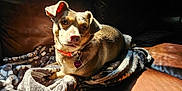 Bella is registered to the contest to win money with this photo: dog, pet, blanket, couch, leather, sunlight, indoor, collar, tag, fur, relaxed, brown, comfort, animal, cute, portrait, resting, cozy, home, canine