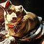 dog, pet, blanket, couch, leather, sunlight, indoor, collar, tag, fur, relaxed, brown, comfort, animal, cute, portrait, resting, cozy, home, canine