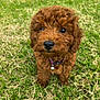 Roxy is registered to the contest to win money with this photo: puppy, dog, brown, curly_hair, grass, outdoor, pet, collar, bell, cute, animal, small_dog, fur, adorable, looking_up, young_dog, nature, playful, close_up, portrait