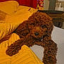 Roxy joined the competition — help win amazing prizes! puppy, dog, brown, curly_hair, bed, yellow_quilt, tongue_out, cozy, indoor, furniture, nightstand, lamp, decor, relaxed, pet, cute, animal, fur, resting, home