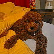 Roxy joined the competition — help win amazing prizes! puppy, dog, bed, yellow_quilt, curtain, indoor, furniture, nightstand, decorative_skull, lamp, brown_fur, curly_fur, pet, cozy, resting, collar, comfort, blanket, table, home