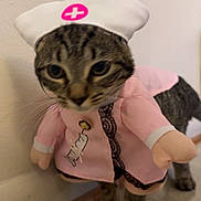 Cleo is registered to the contest to win money with this photo: cat, kitten, domestic_cat, pet, costume, nurse_hat, pink_outfit, stripes, whiskers, paws, indoor, tiled_floor, wall, closeup, portrait, blur, adorable, standing, button, lace