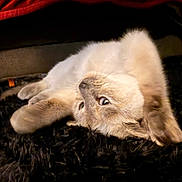 Athena is registered to the contest to win money with this photo: cat, kitten, pet, fur, lying_down, sleeping, indoors, rug, black_rug, cozy, furniture, under_furniture, paw, whiskers, closeup, portrait, cute, relaxed, home, carpet