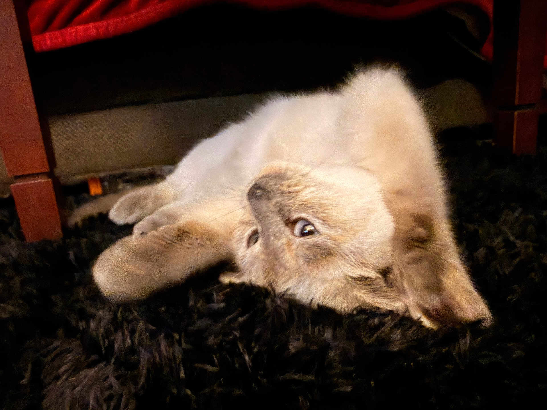 Athena is registered to the contest to win money with this photo: cat, kitten, pet, fur, lying_down, sleeping, indoors, rug, black_rug, cozy, furniture, under_furniture, paw, whiskers, closeup, portrait, cute, relaxed, home, carpet