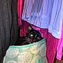 Morty joined the competition — help win amazing prizes! animal, black_cat, blue_clothes, cat, closet, clothes, cozy, curtain, fabric_basket, feline, hanging_clothes, hidden, indoor, pattern, pet, pink_clothes, purple_clothes, storage, textile, whiskers