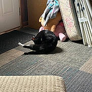 Morty joined the competition — help win amazing prizes! animal, black_cat, carpet, cat, cleaning, cozy, domestic, door, floor, folded_chairs, furniture, grooming, home, indoor, mattress, pet, quiet, relaxing, resting, stuffed_toy
