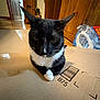animal, barcode, black_and_white, box, cabinet, cardboard, cat, closeup, domestic_cat, door, floor, furniture, household, indoor, paw, pet, resting, water_bottles, whiskers, wooden_furniture